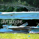 Illustration for article titled Im Going To The 6 Hours Of The Glen To Watch Race Cars Avoid Blue Walls